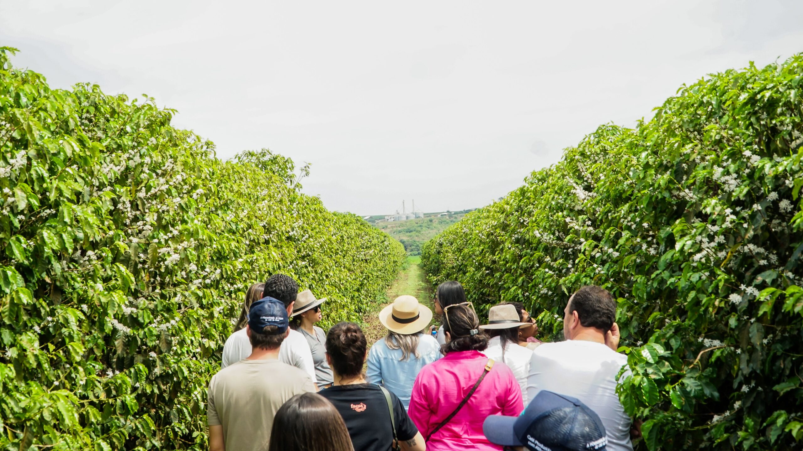 1º Festival da Colheita do Café no Cerrado Mineiro realiza visitas guiadas a fazendas neste sábado