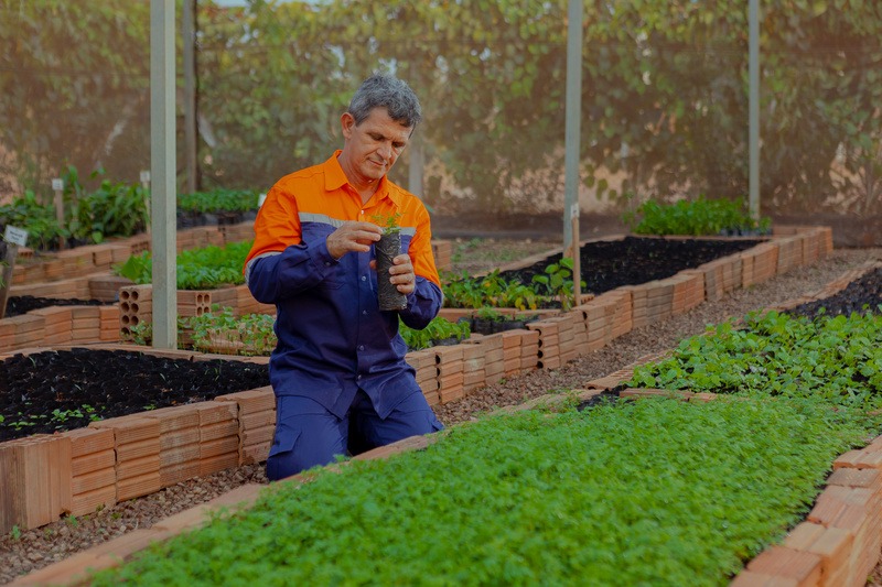 Projeto de mineradora preserva espécies ameaçadas e patrimônio genético da flora no MT Projeto de mineradora preserva espécies ameaçadas e patrimônio genético da flora no MT