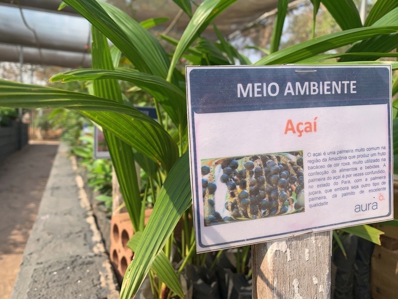 Projeto de mineradora preserva espécies ameaçadas e patrimônio genético da flora no MT Projeto de mineradora preserva espécies ameaçadas e patrimônio genético da flora no MT